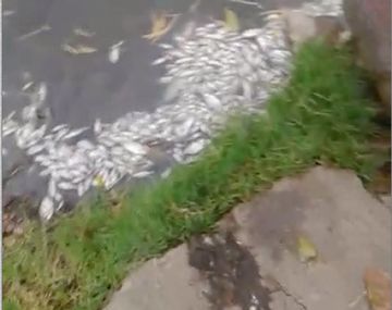 Aparecen peces y patos muertos en Sarandí