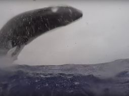 El momento en el que una ballena pega da un salto espectacular El momento en el que una ballena pega da un salto espectacular