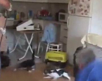 Abrieron un sofá y liberaron a una docena de gatos que estaban encerrados