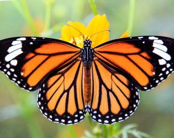 Misiones: declaran Monumento Natural a varias especies de mariposas