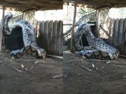 India: encontraron a la serpiente más grande del mundo en una casa