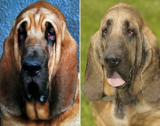 Antes perrito
