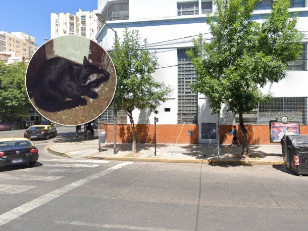 Villa Urquiza: denuncian que mandaron un gato a un colegio para combatir ratas