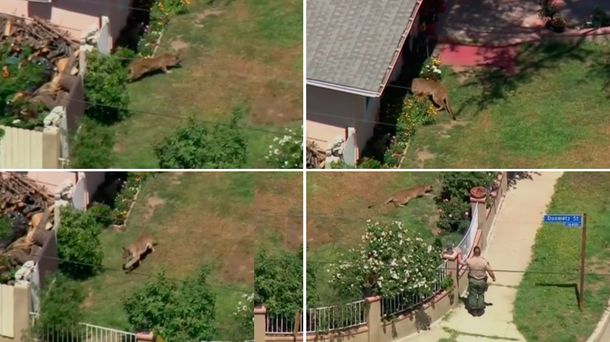 Madre coraje: peleó con un león para salvar a su hijo de cinco años