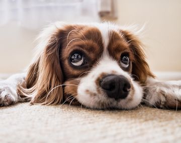 Día Mundial del Perro Adoptado: por qué se celebra hoy