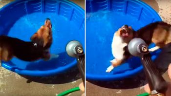 incansable: mira como este perrito se divierte jugando con una manguera incansable: mira como este perrito se divierte jugando con una manguera