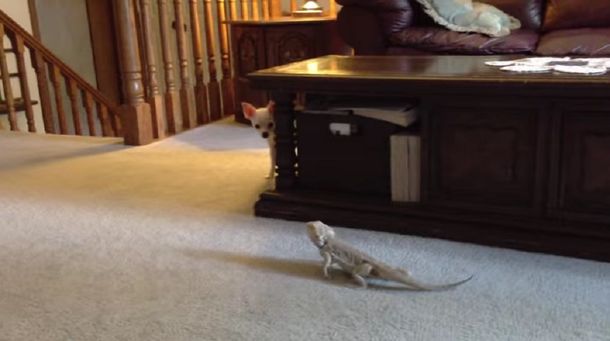 Mirá el video de cómo un chihuahua juega a las escondidas con su amigo reptil