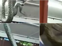 Una serpiente enorme rompió el techo de un restaurante en Japón. Una serpiente enorme rompió el techo de un restaurante en Japón.