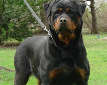 Un veterinario está grave tras ser atacado por dos rottweiler