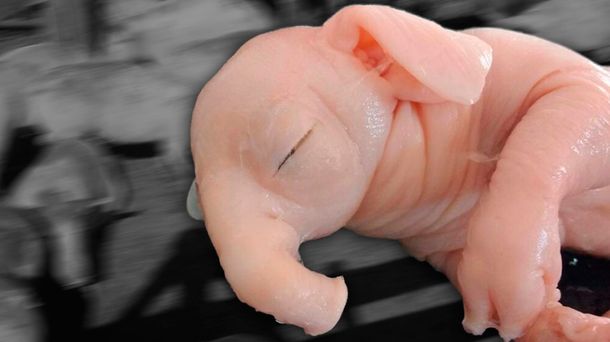 Responsabilizan a la utilización de agrotóxicos