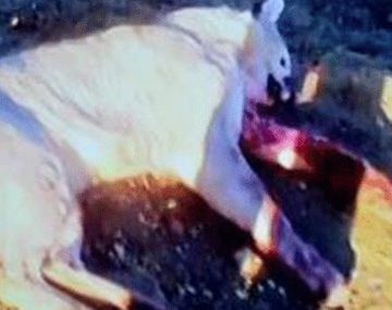 Pánico en Caleta Olivia: un puma intentó atacar a una familia