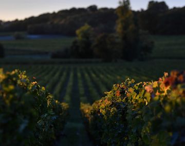 Las vides podrían cambiar de dueño