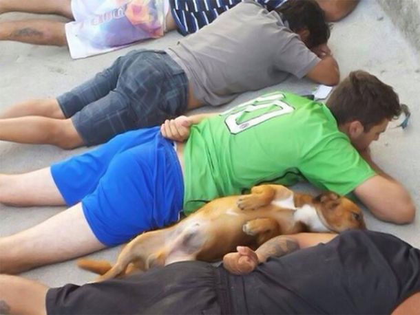 Un perro se rindió junto a una banda de delincuentes