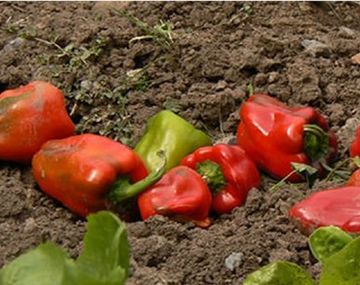 ¿Qué quería cocinar? La policía lo detuvo con 40 kilos de morrones