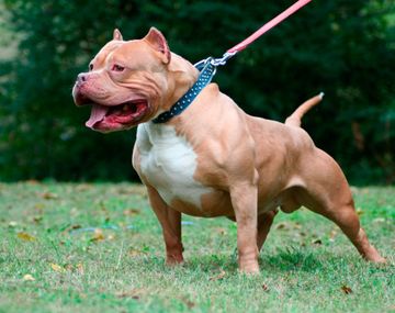 Un pitbull desfiguró a un pequeño de 10 años e hirió a su dueña