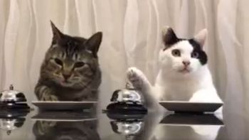 Dos gatos que piden comida con una campana se vuelven virales Dos gatos que piden comida con una campana se vuelven virales