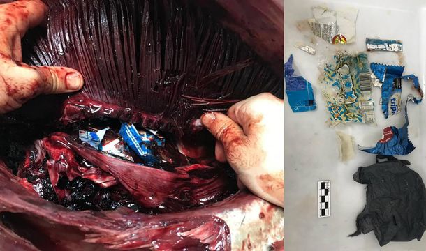 Encuentran un atún azul muerto en la playa: tenía plástico en su interior