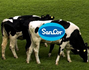 Vaca-sancor