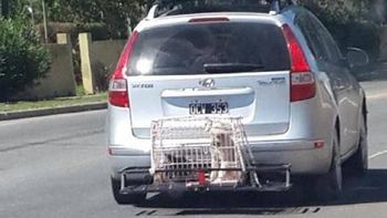 ¿cual sera la multa para el conductor? ¿cual sera la multa para el conductor?