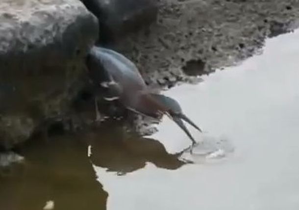 Un pájaro muy inteligente a la hora de salir de pesca