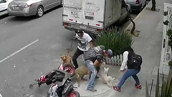 video: un pitbull ataca a una mascota y a su dueno video: un pitbull ataca a una mascota y a su dueno