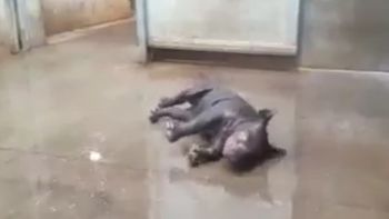 Así disfrutaba su baño este rinoceronte bebe Así disfrutaba su baño este rinoceronte bebe