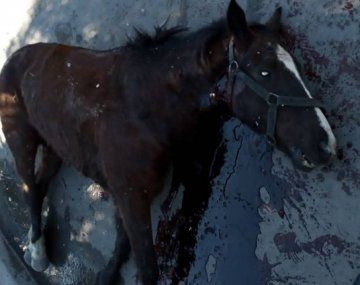 Estremecedor caso en Quilmes: un caballo usado para cartonerar chocó contra un auto y agonizó desangrado