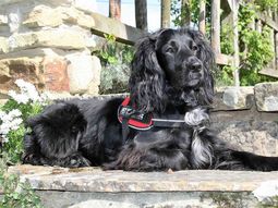 Molly, la única perra en el mundo entrenada para rescatar gatos Molly, la única perra en el mundo entrenada para rescatar gatos