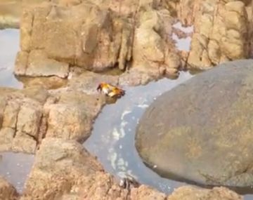 Un cangrejo fue atacado por un pulpo