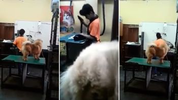 Ocurrió en una veterinaria de Encarnación Ocurrió en una veterinaria de Encarnación