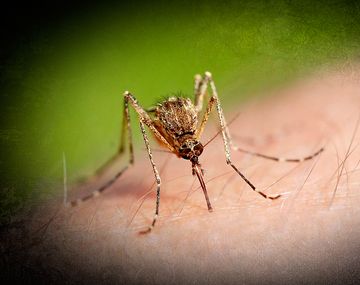 Confirmaron el primer caso importado de zika en la provincia de Buenos Aires