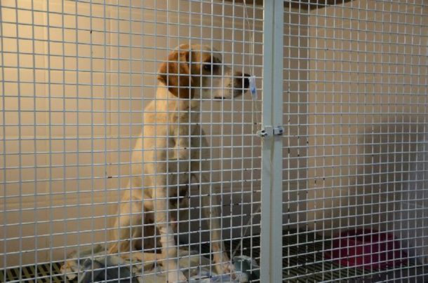 El perro héroe se recupera después de recibir una puñalada