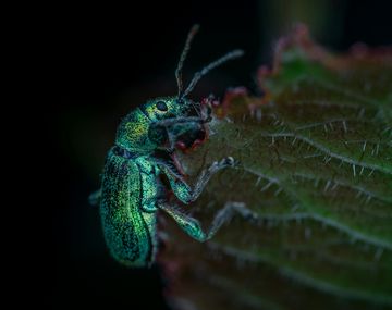 El truco casero que explica cómo sacar los gorgojos de la alacena