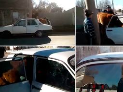 Metió su caballo dentro de un auto