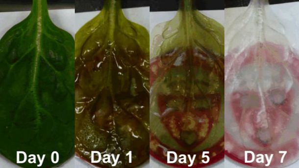 Más que una verdura muy sana para el corazón