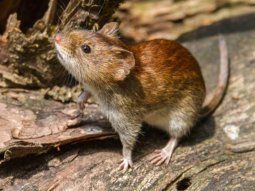 como evitar contagios ante el alerta por hantavirus en la provincia de buenos aires como evitar contagios ante el alerta por hantavirus en la provincia de buenos aires