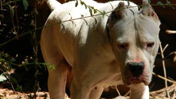 en su segundo dia de trabajo, un sereno murio atacado por nueve dogos en su segundo dia de trabajo, un sereno murio atacado por nueve dogos
