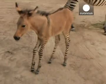 Sorpresa en un zoológico en México por el nacimiento de una cruza entre burro y cebra