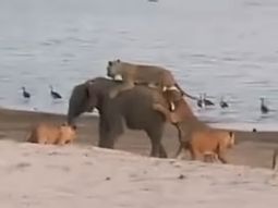 un elefante lucho contra 14 leonas y gano un elefante lucho contra 14 leonas y gano