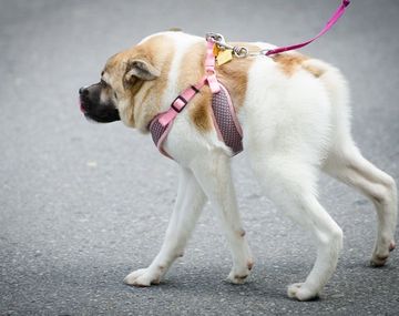 La conmovedora historia del perro acordeón se ganó al público de un festival