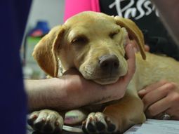 El Programa Nacional de Tenencia Responsable de Mascotas llegó a Radio 10