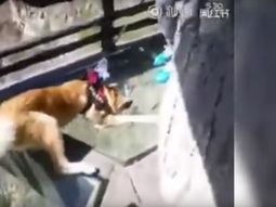 video: un perro muerto de miedo por estar en un edificio con piso de vidrio video: un perro muerto de miedo por estar en un edificio con piso de vidrio