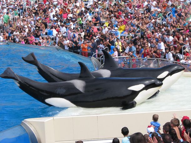 Entrenador se salva de milagro tras el ataque de una orca