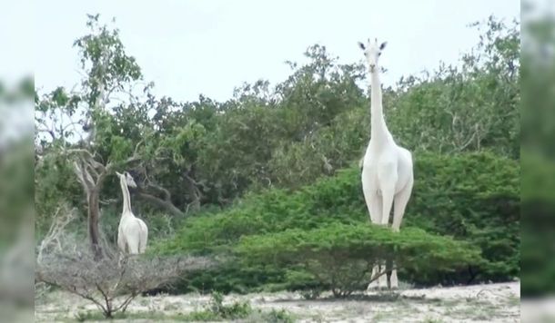 Kenia: encontraron a la única jirafa blanca que queda en el planeta