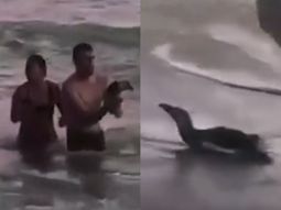 Monte Hermoso: una pareja que sacó a un pingüino del mar para tomarse fotos