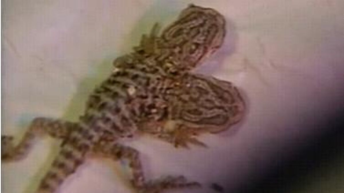 Sorpresa en un criadero nace un lagarto de dos cabezas