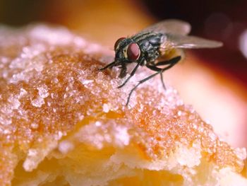 ¿Es riesgoso comer un alimento donde se paró una mosca?