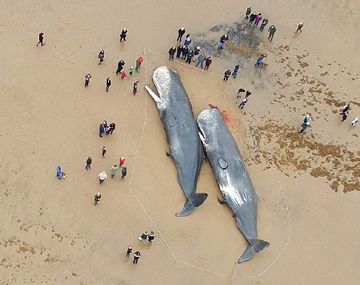 Cuatro ballenas muertas en la costa inglesa