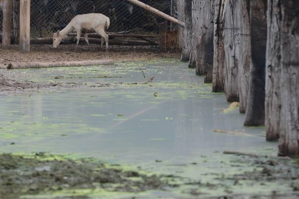 Crisis en el Zoo de Mendoza: se registaron más muertes y denuncian que se podían evitar