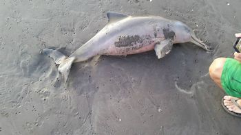 turistas alerta: las advertencias de especialistas tras la muerte del delfin en la costa turistas alerta: las advertencias de especialistas tras la muerte del delfin en la costa